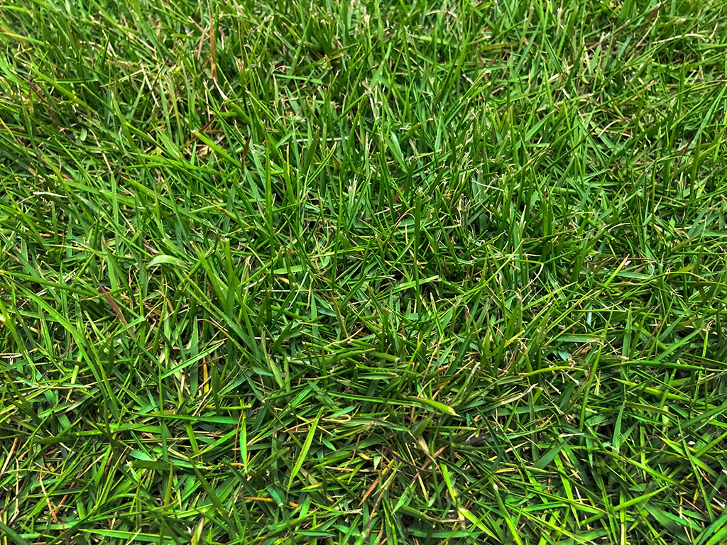 Zeon® Zoysia | Shade & Drought Tolerant Zoysia Grass