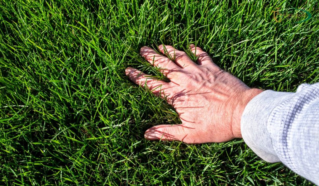 Healthy Lawn is Good for the Environment