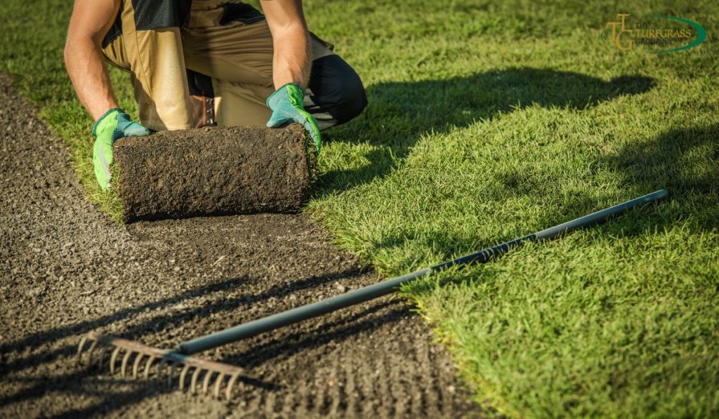 Buy Turf from a Certified Grower