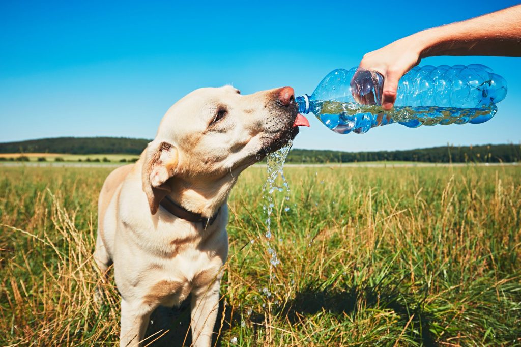 Hot day with dog. Thirsty yellow labrador retriever drinking water from the plastic bottle his owner.