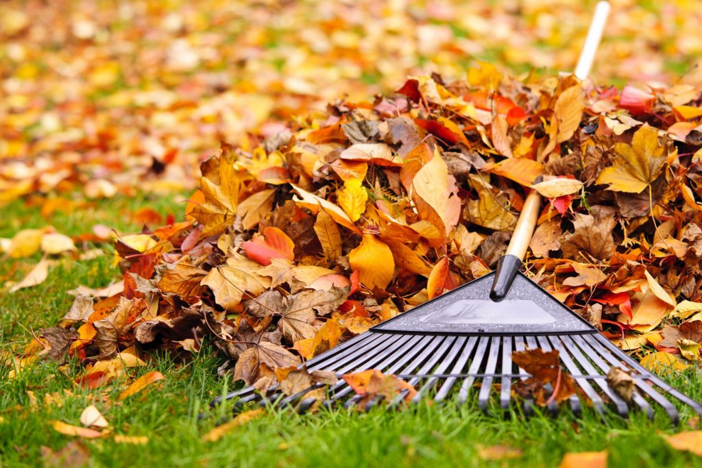 16419297 - pile of fall leaves with fan rake on lawn