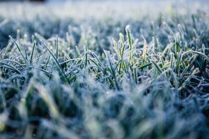 Why Your Grass Died Over Winter