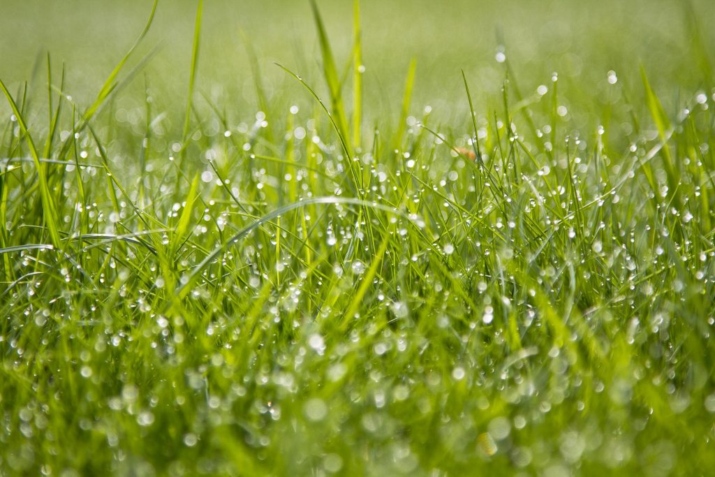 Tips for a Sustainable Lawn