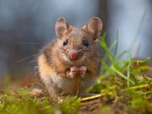 How to Keep Field Mice Out of Your Lawn