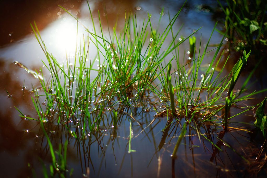 Why rainy weather is good for gardens and bad for lawns – Houston