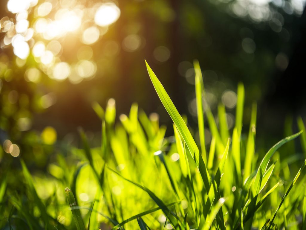 Cool Season vs. Warm Season Grasses