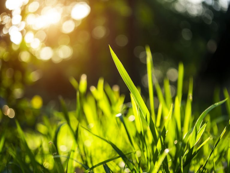 Cool Season vs. Warm Season Grasses - The Turfgrass Group Inc