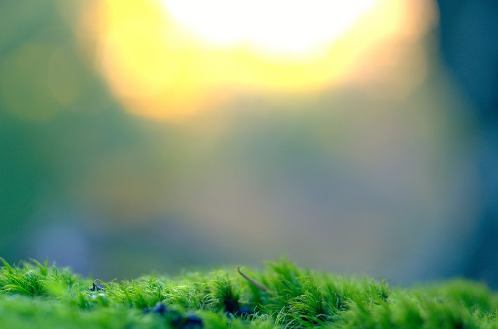 How to Get Rid of Moss in Your Lawn