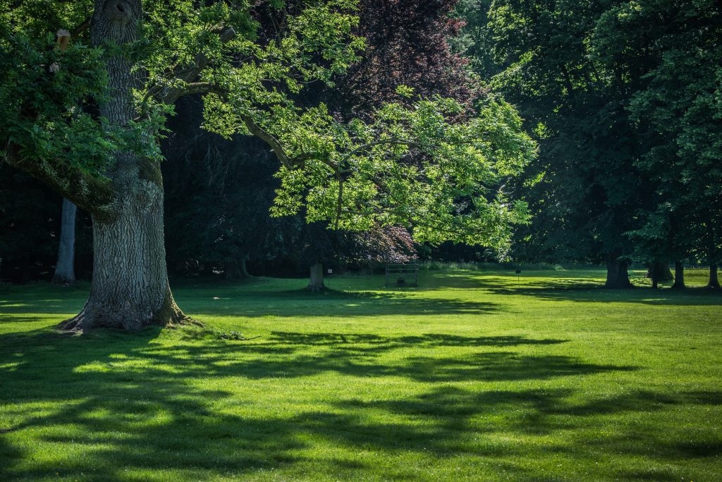 What is the Best Turf for Shade