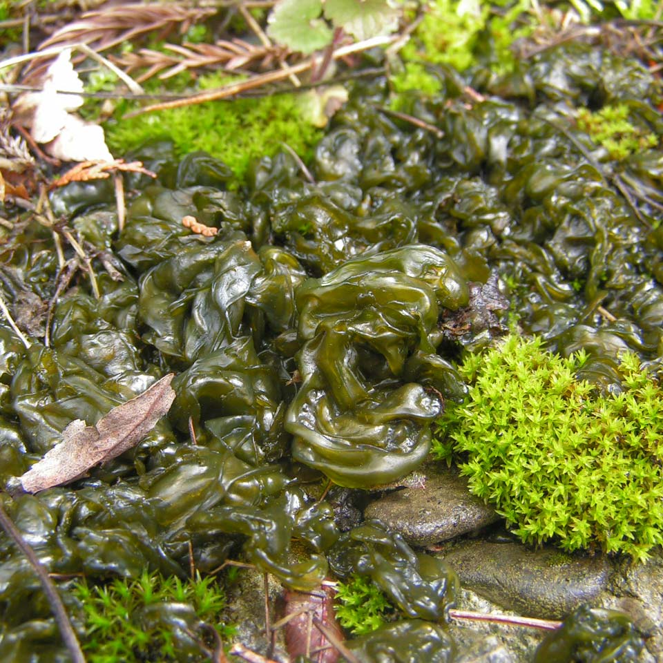 green algae plant