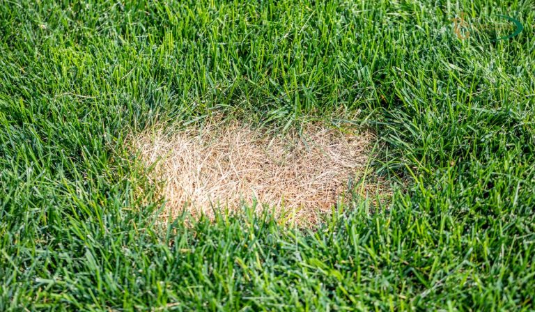 How to Fix Dead Spots in Bermudagrass – The Turfgrass Group Inc