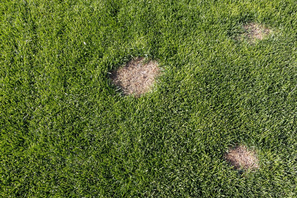 How to Fix Dead Spots in Bermudagrass