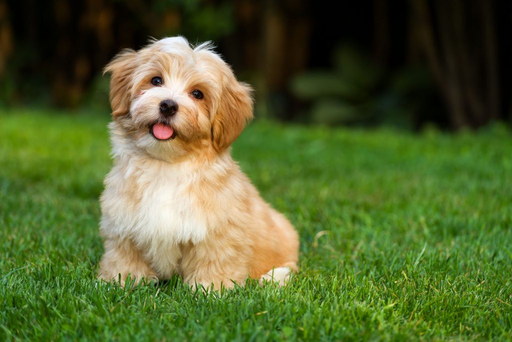 How to Prevent Dog Urine Spots on Your Lawn