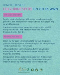 urine prevent lawn