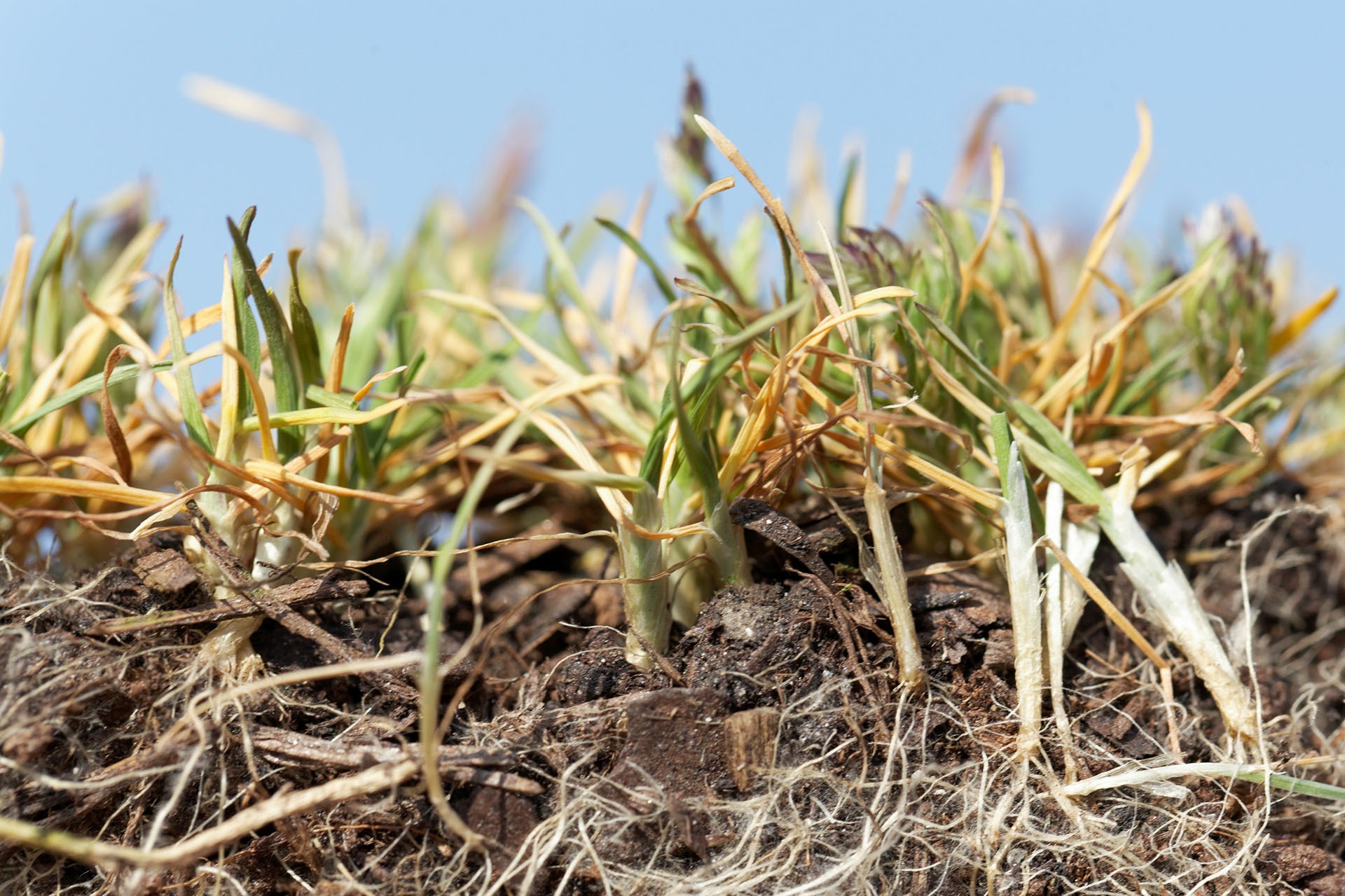 The When Why And How Of Dethatching Your Lawn