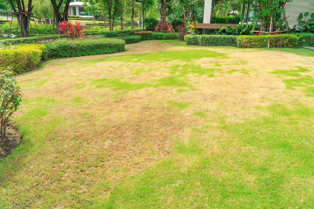 Reviving a Dead Lawn