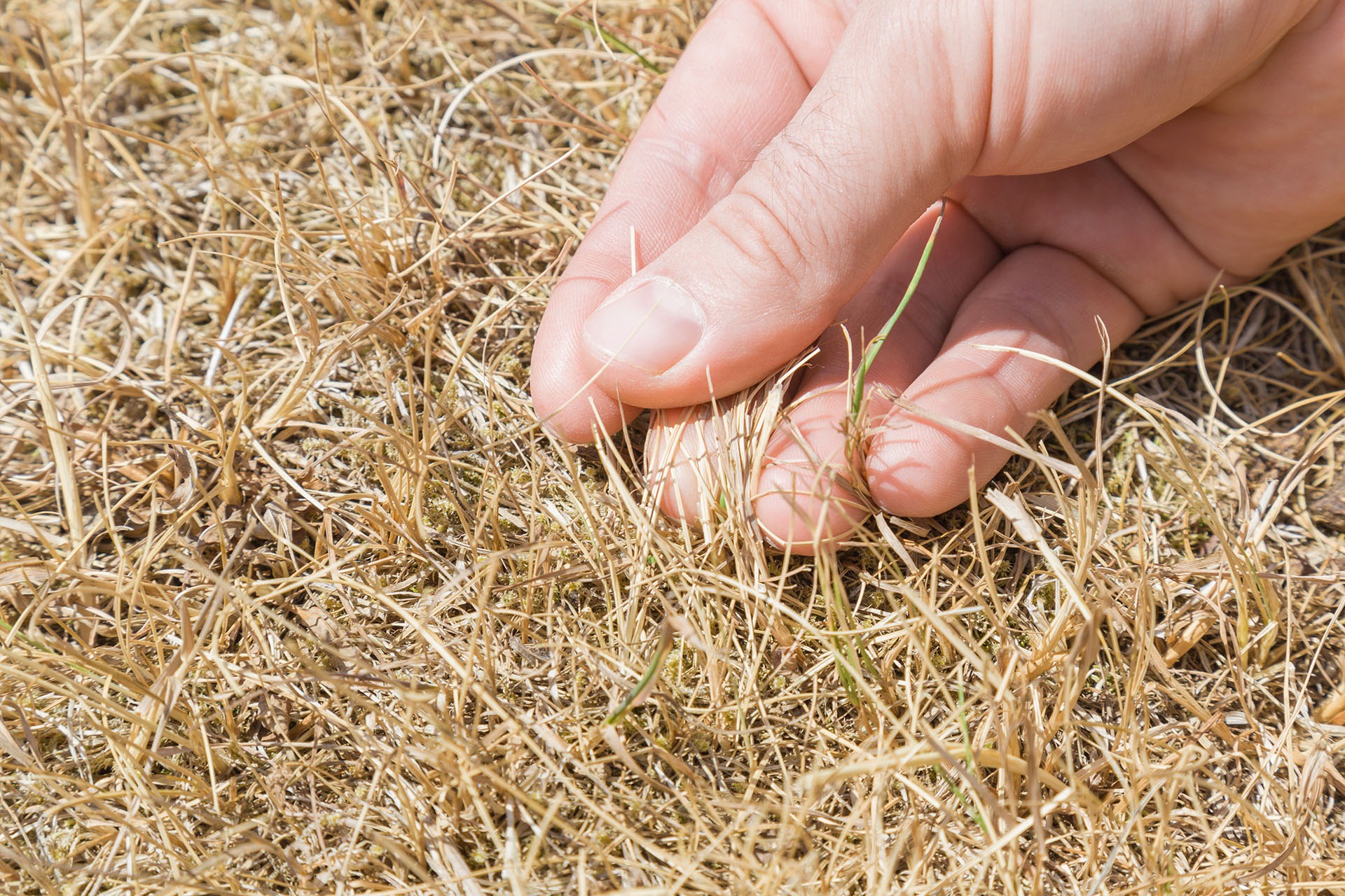 Can i cut my grass after it discount rains