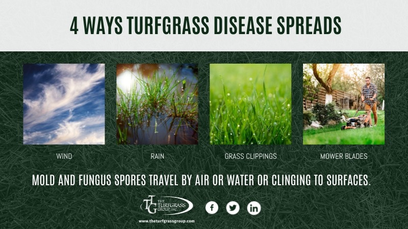 6 Things You Need to Know About Turfgrass Disease [infographic]
