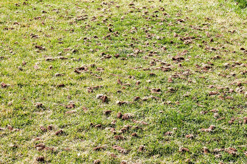 Aerating a Healthy Lawn