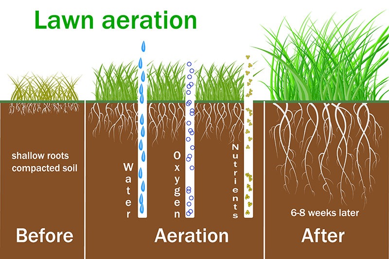 Aerating for a Healthy Lawn [infographic]