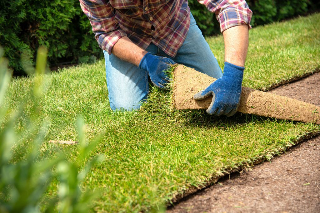 Sod on sale for yard