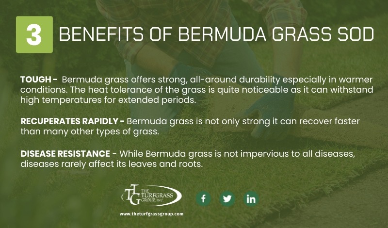 All About Bermuda Grass Sod The Turfgrass Group Inc