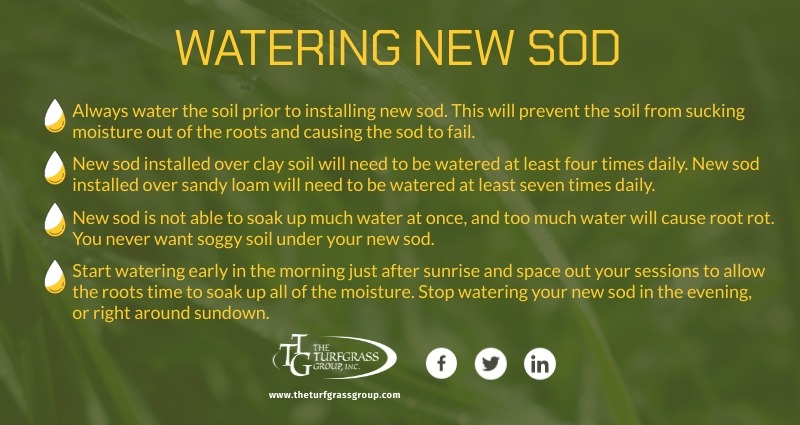 Caring For New Sod [infographic]