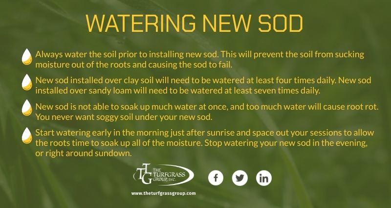 How To Care For New Sod - The Turfgrass Group