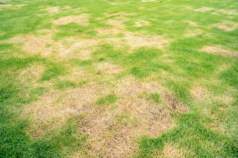 how-to-revive-dead-grass-the-turfgrass-group-inc