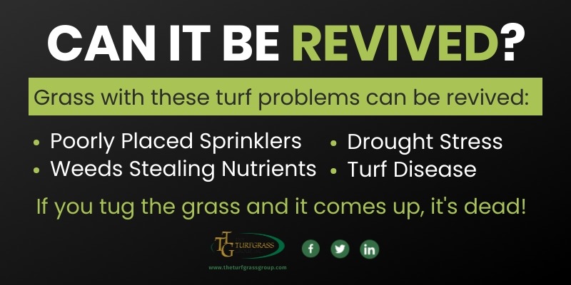 How to Revive Dead Grass [infographic]