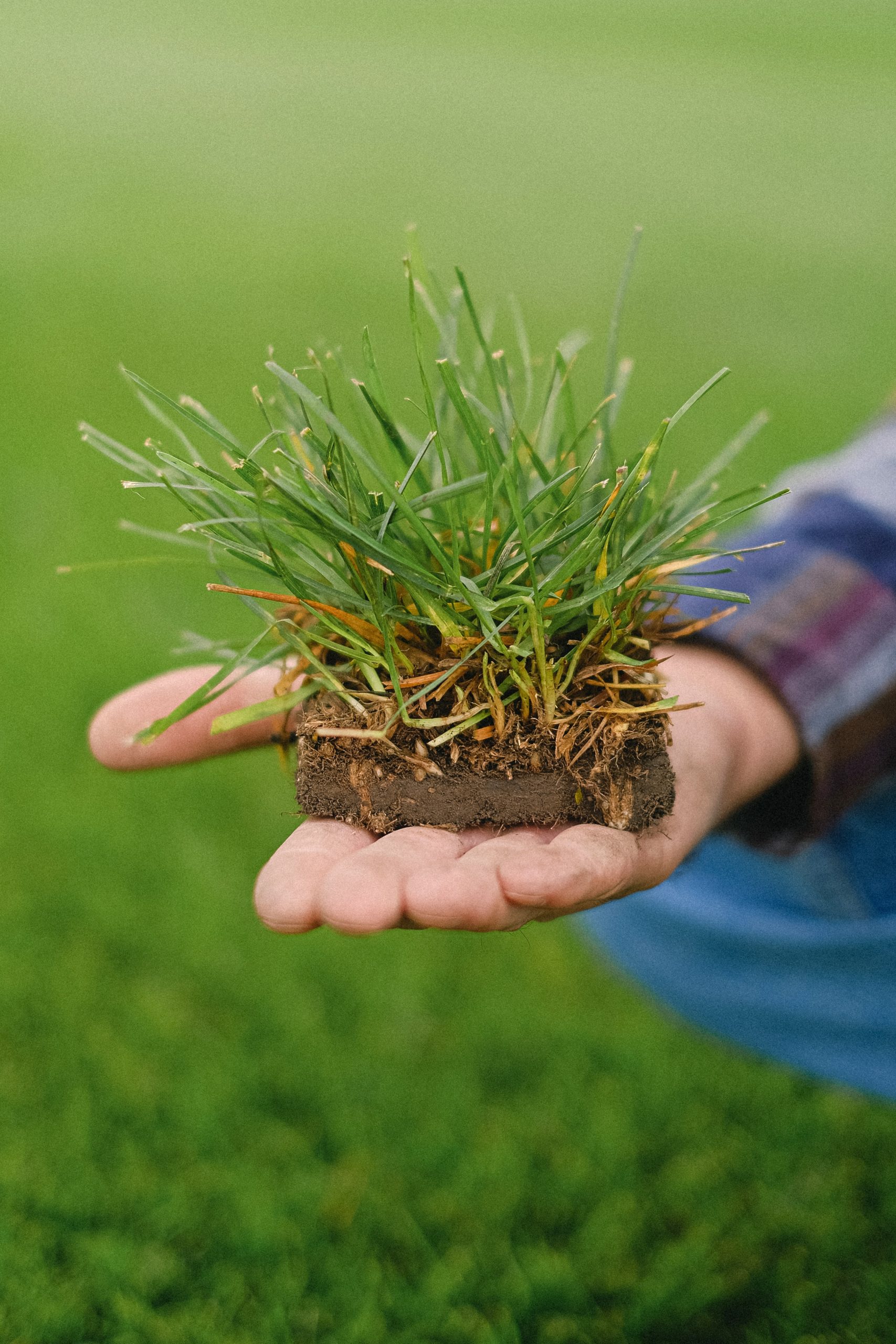 Sod deals a lawn