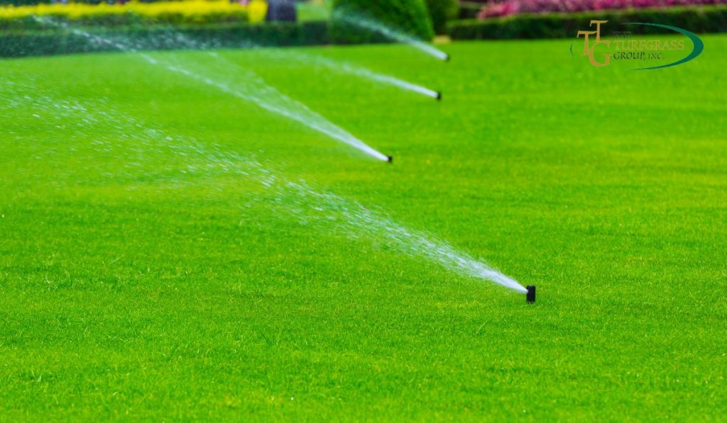 8 Simple Ways to Save Water on Your Lawn