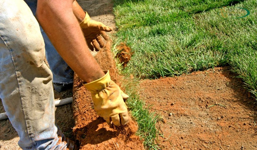 Bermuda Sod