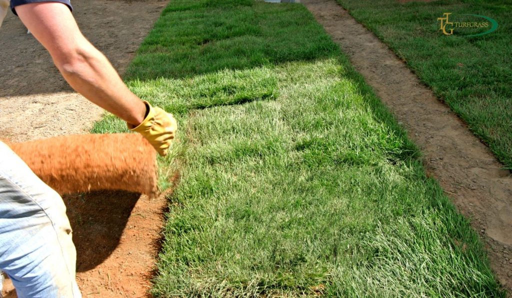 Bermuda Sod