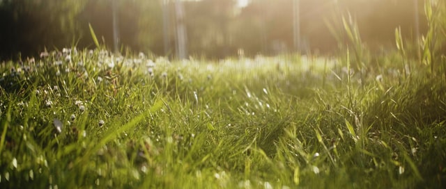 5 Tips for Summer Lawn Care