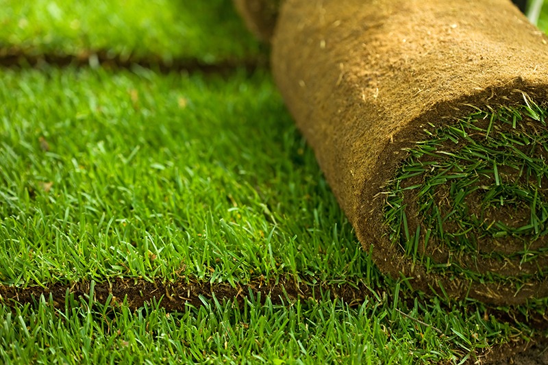 Tips For Buying Bermuda Sod For Your Lawn The Turfgrass Group 3891