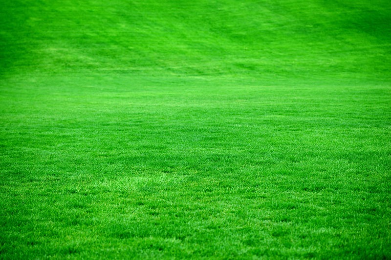 Simple Steps To Greener Grass The Turfgrass Group Inc