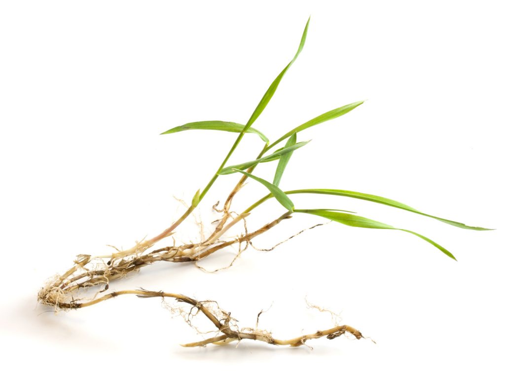 Bermuda Grass vs. Crabgrass