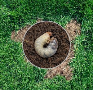Lawn grubs can cause dead spots and damage your lawn