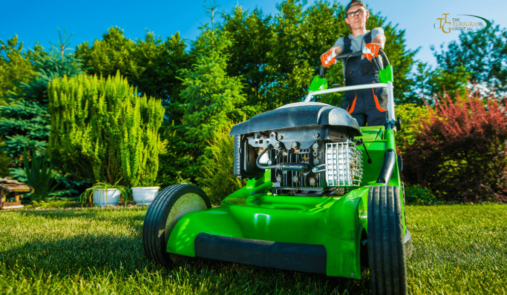 Professional Lawn Care Tips You Can Try at Home