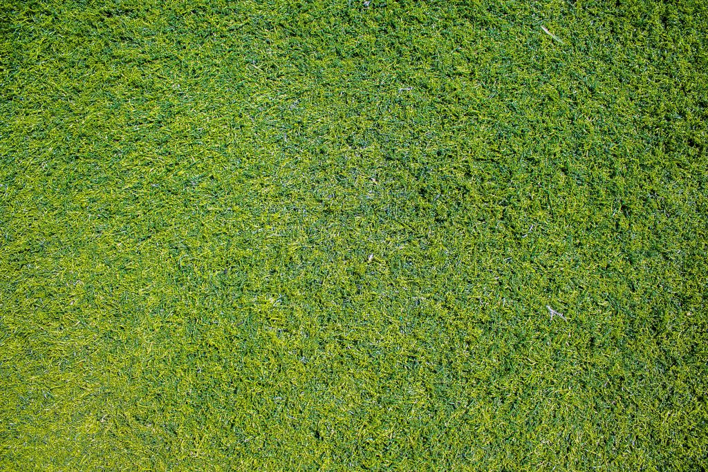 Benefits of JaMur Zoysia Grass