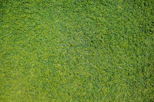 Benefits of JaMur Zoysia Grass