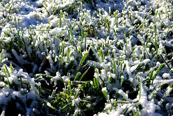 5 Winter Lawn Care Essentials