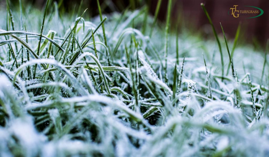 Planting Winter Grass Can Save Your Lawn