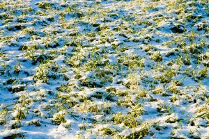 Avoid Winter Turf Diseases