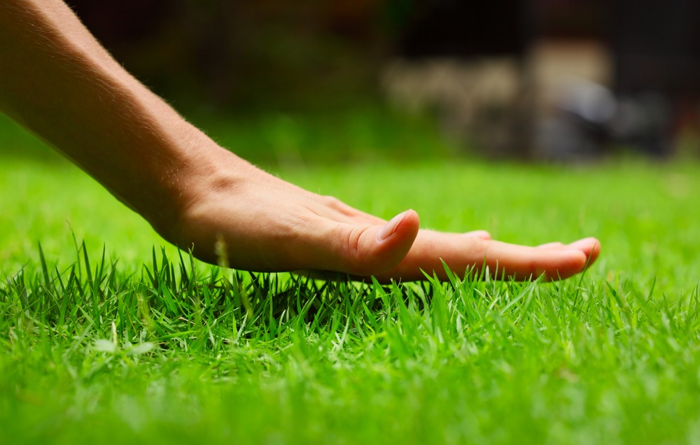 the-easiest-turfgrass-to-grow-for-homeowners-without-a-green-thumb