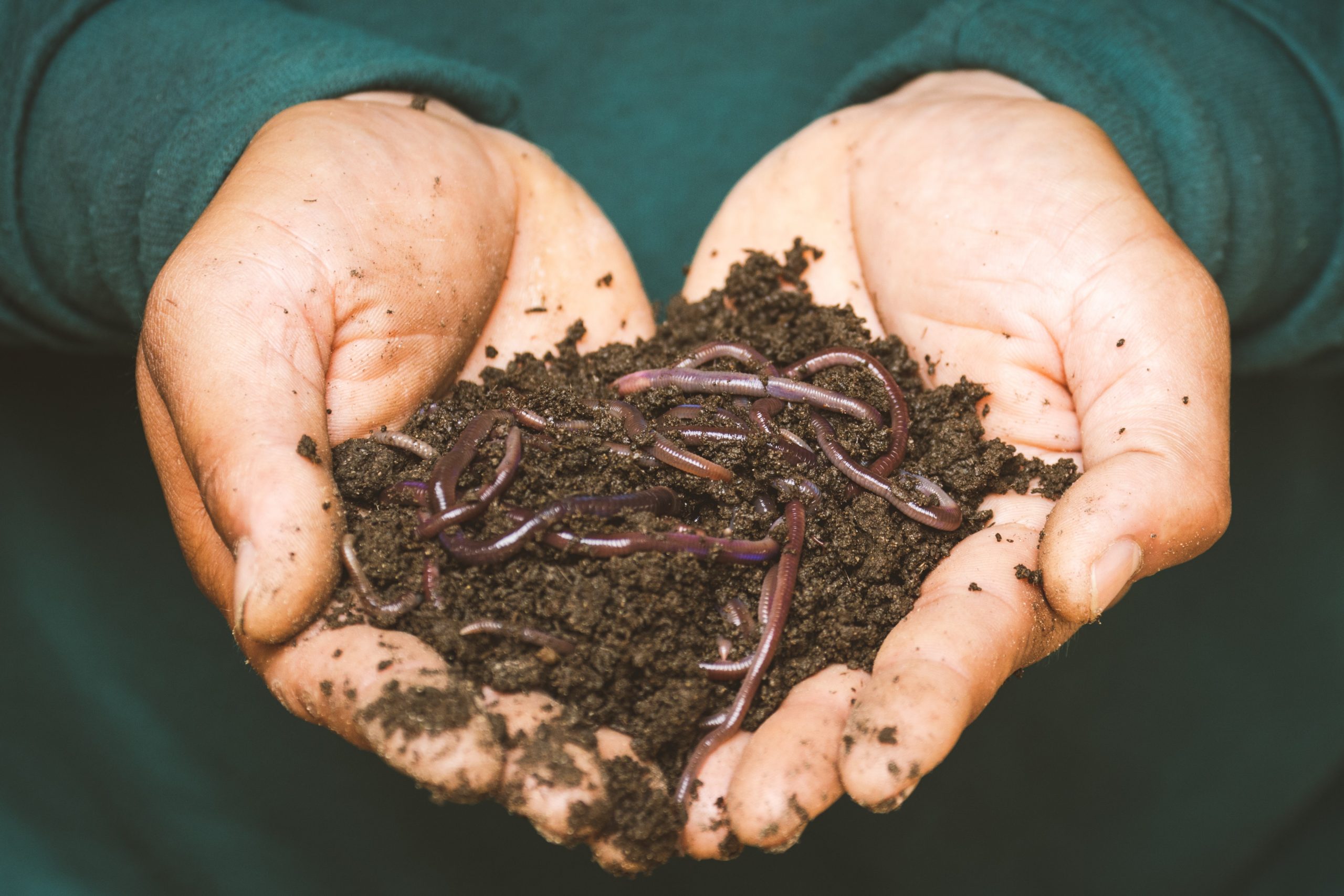 How to Get Rid of Nematodes in Your Garden