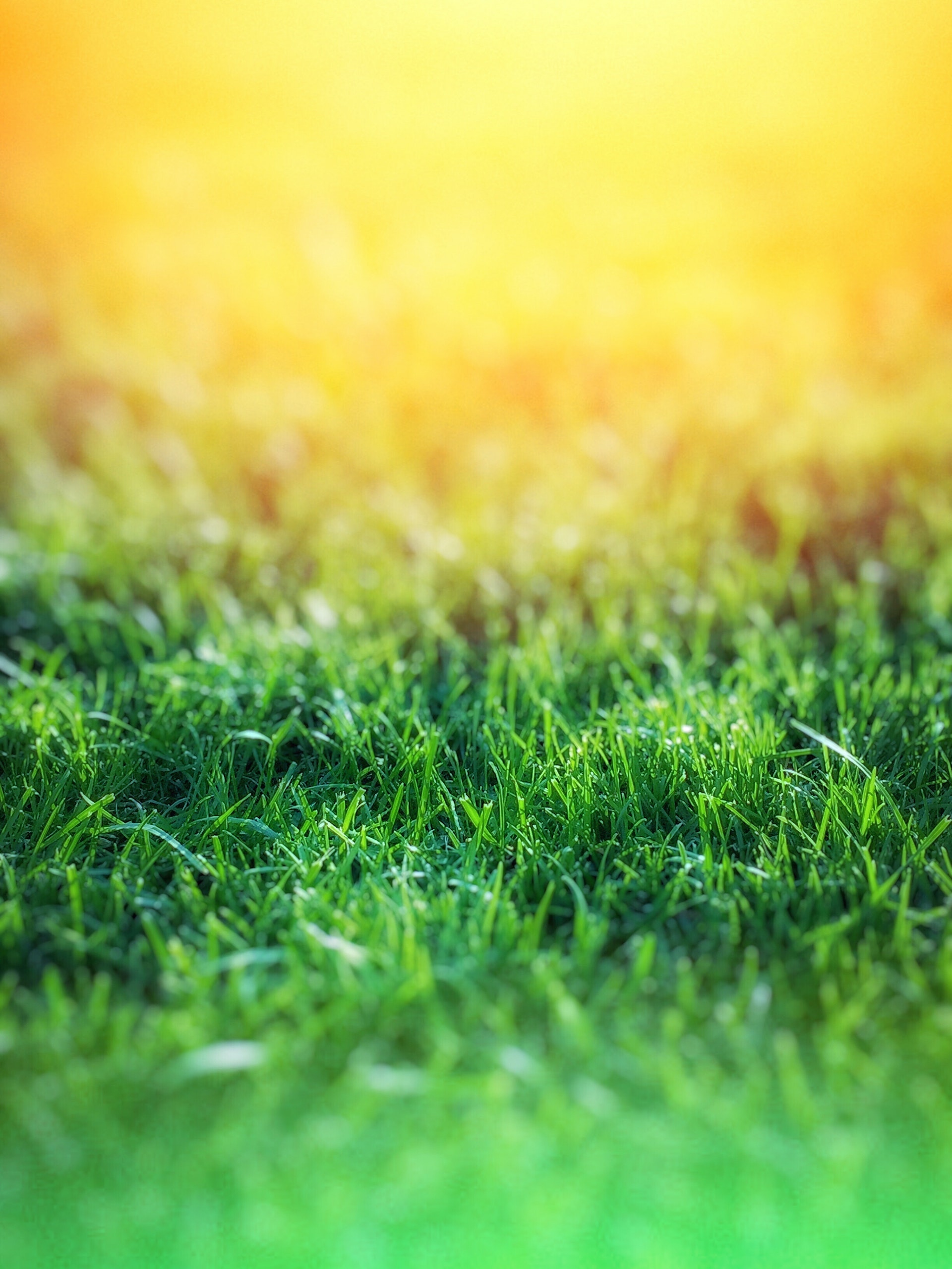 Lành đất trồng cỏ: Hãy nhìn tưởng tượng về một bãi cỏ xanh mướt, mịn màng và đẹp mắt. Điều quan trọng nhất để có được điều đó là đất được chuẩn bị tốt. Hãy xem hình ảnh về các loại cỏ trồng trên đất đã được làm lành đúng cách và tự hào về điều đó.