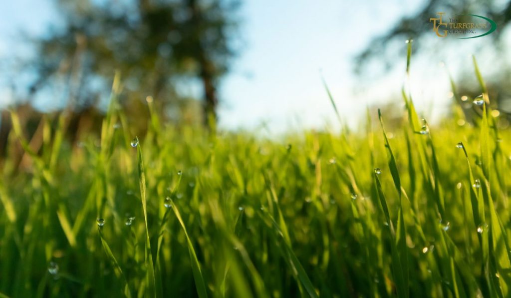 Benefits of Turfgrass Over Growing from Seed