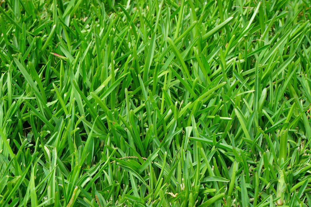 Functional Traits of Turfgrass